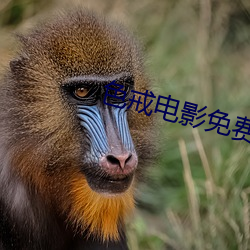 色戒電影免費