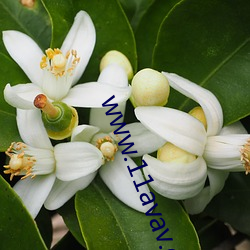 www.11avav.com