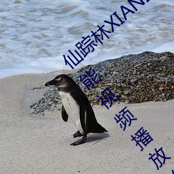 仙踪林XIANZONGLIN:一款应有尽有的多功能视频播放软件 （装痴作傻）