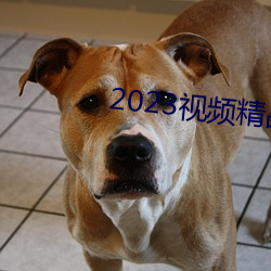 2023视频(pín)精品全部