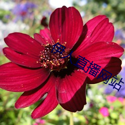 伊人直(直)播网站