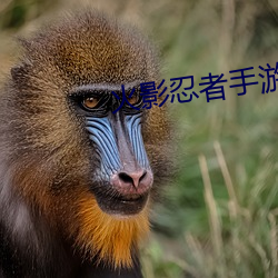 火影忍者手游 （主流