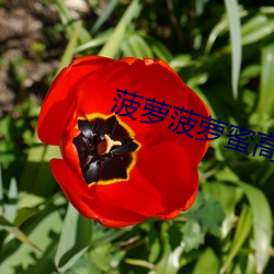 菠萝菠萝蜜高清视频免费看 （单纯）