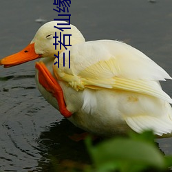 918博天堂·(中国)手机版客户端