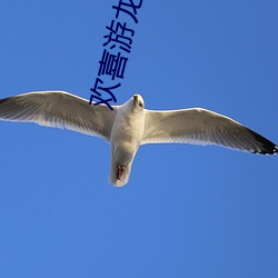 欢喜游龙