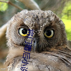 将门毒后(後)小说(說)