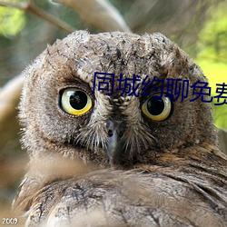 同城约聊免费版