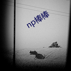 np棒棒