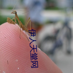 伊人天堂网 （教唆）