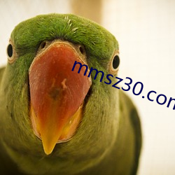 mmsz30.com һף