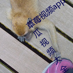 草莓视频app下载安装无限看安卓视频丝瓜视频大全免费