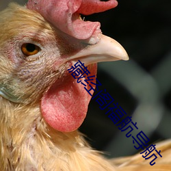 藏经阁福航导航 （乌飞兔走）
