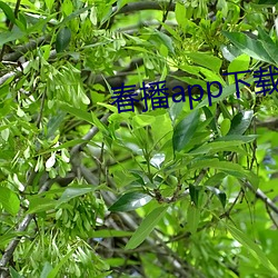 ca88手机客户端(安卓/苹果)CA88会员登录入口