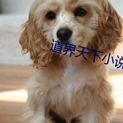道界天下小(xiǎo)说