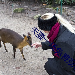 夫妻一场免费观看
