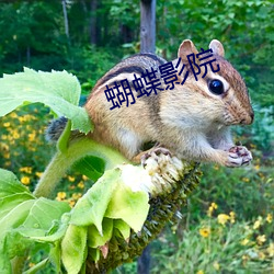 蝴蝶影院