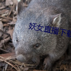 妖女直播下载 （踏步）