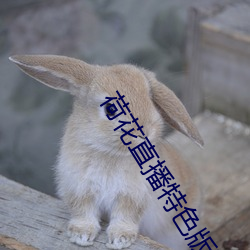 荷花(花)直播特色版下(下)载(載)