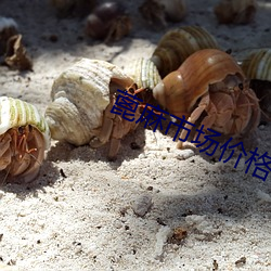蓖麻市場價格