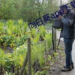 向日葵(kuí)app下载免费