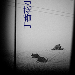 丁香花小說