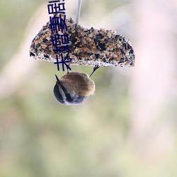 未婚妻剧情介绍 （与时推移）