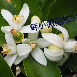 韩小薇回放5号房19j （星罗云布）