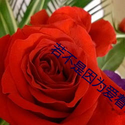 若不是因为爱着你