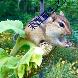 末世重生之少主横行