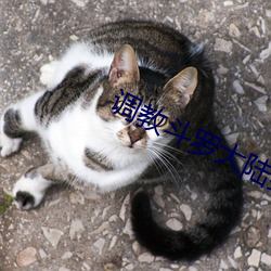 调(調)教斗(鬥)罗大陆(陸)美(美)女在(在)线(線)观(觀)看