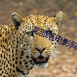 龍部落電影網