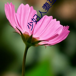 少妇人妻互换(換)全(全)文