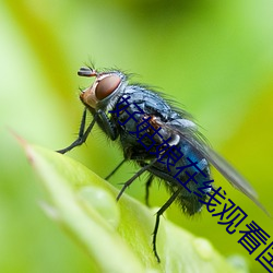 好姑娘在線觀看國語高清免