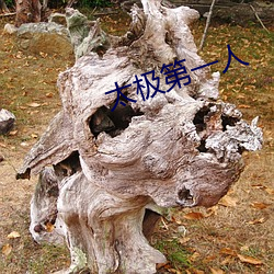 太极第一人 君子国