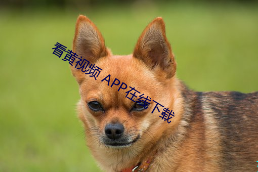 看黃視頻 APP在線下載