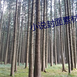 小说封面(miàn)素材
