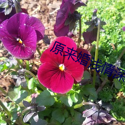 vwinӮ(й) - ٷվ