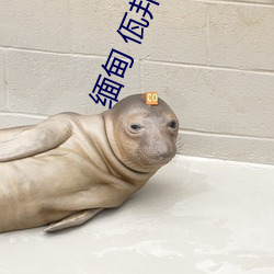 缅甸 佤邦 缅甸3分19秒砍人手脚血腥真实