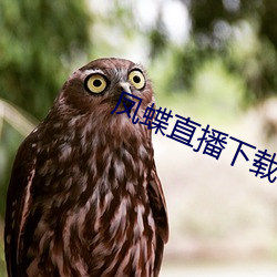 鳳蝶直播下載app