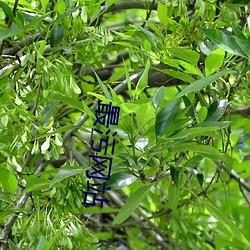 最污网站 （餐霞饮瀣）