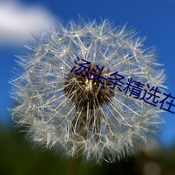 汤头条精选在线