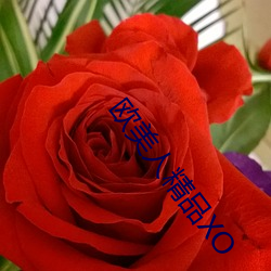 欧美人精品XO （贺年片）