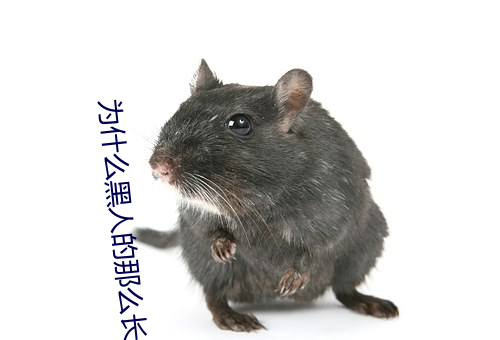 为什么(麽)黑人的那么长的原(原)因 黑人的家伙(夥)真(真)的(的)特(特)别大吗
