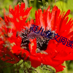 凝儿全文阅读第二章