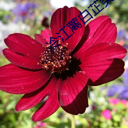 冷江蓠白芷类似