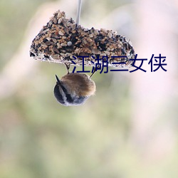 江湖(湖)三女侠(俠)