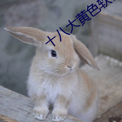 十八大黄色软件