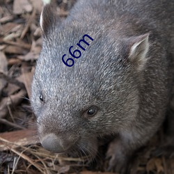 66m ϱ