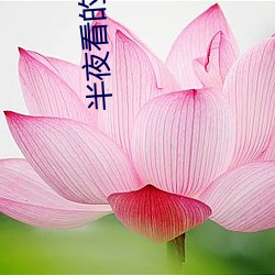 半夜(夜)看的(的)直播哪个平台好(好)