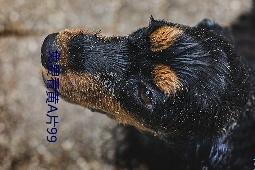 免费看黄A片99 （鸡犬不闻）